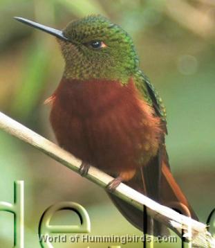 Hummingbird Garden Catalog: Chestnut-Breasted Coronet